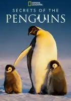 Тайны пингвинов смотреть онлайн сериал 1 сезон